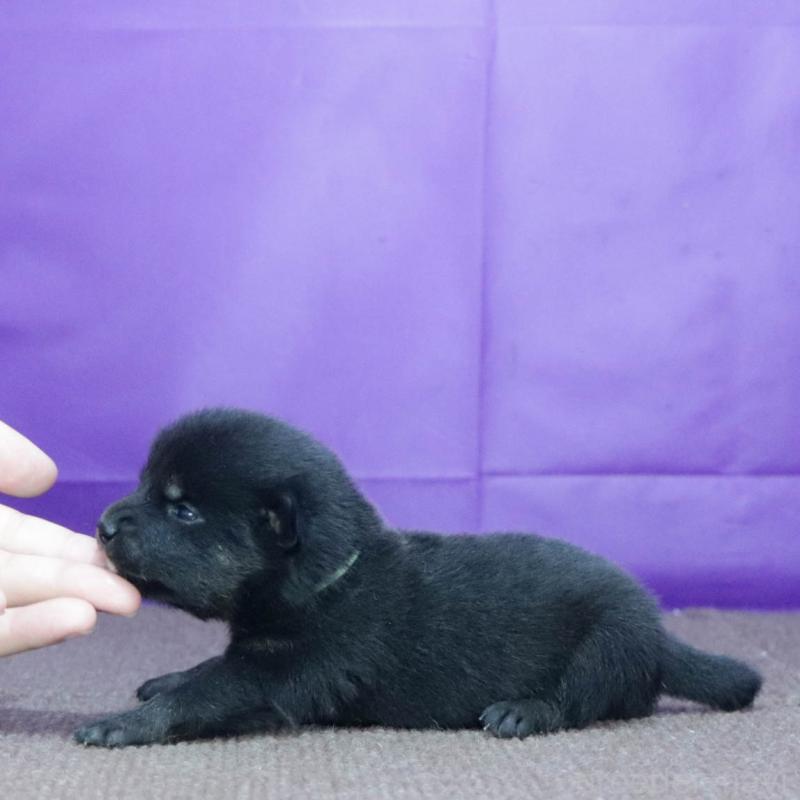 販売中の愛知県の柴犬-407006の3枚目